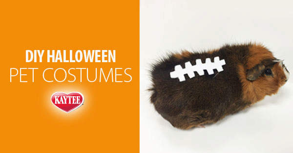DIY Pet Costumes