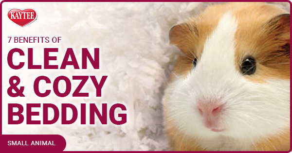 Kaytee 7 benefits of clean and cozy bedding