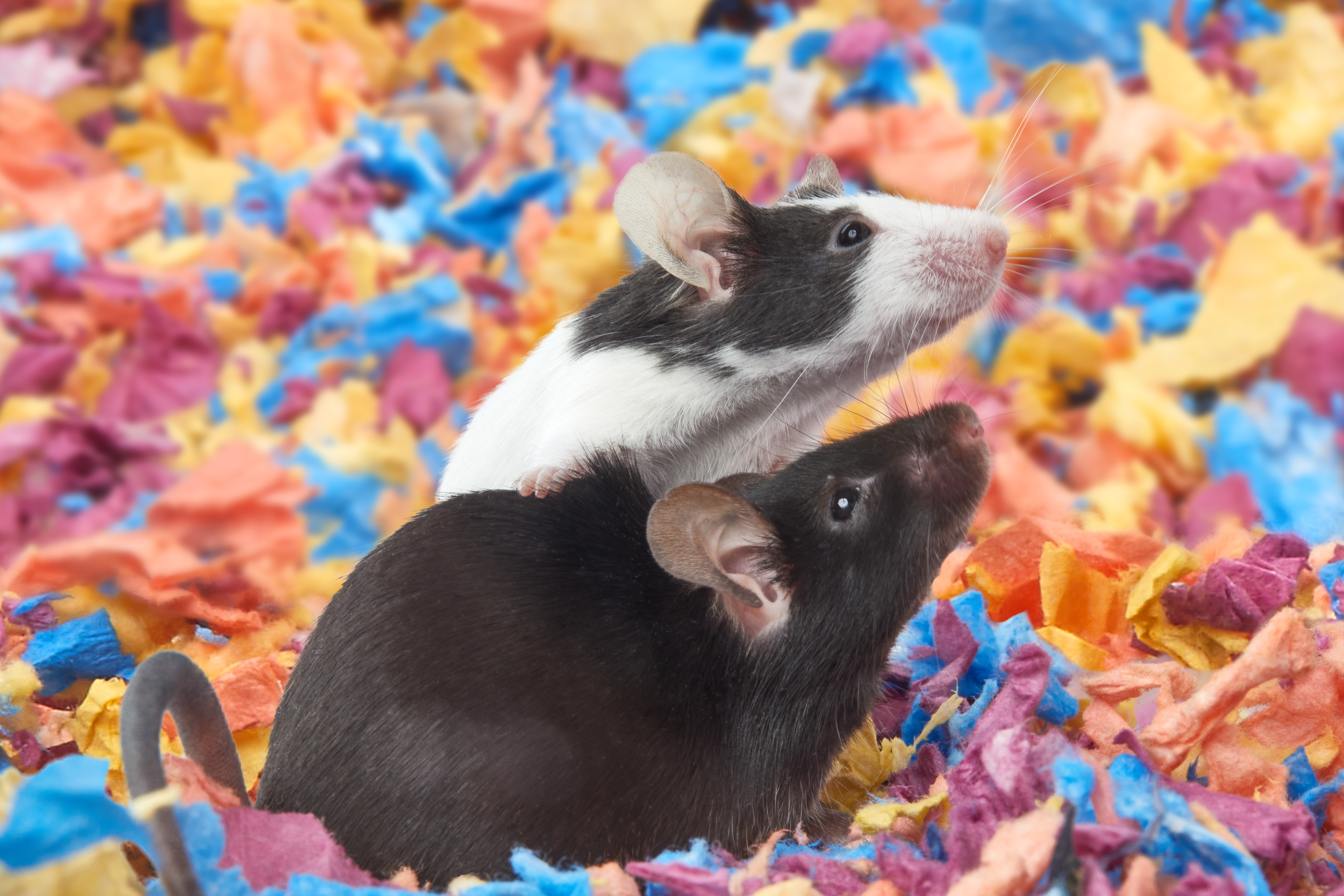 Take care when choosing your small animal's litter and bedding.