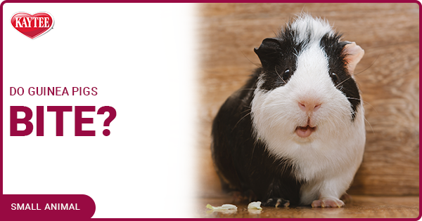 Kaytee blog Do Guinea Pigs Bite?