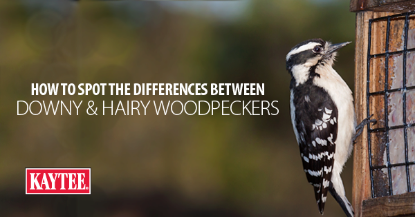 How to Spot the Differences between Downy & Hairy Woodpeckers
