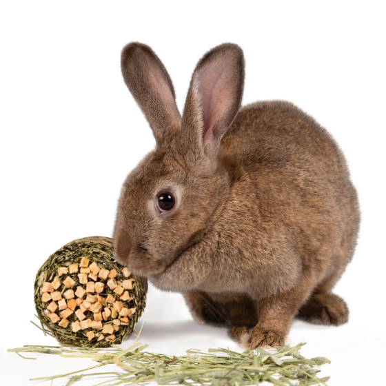 Premier Hay Rabbit Eating Bale