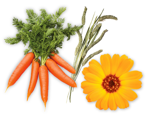Carrots & Marigold