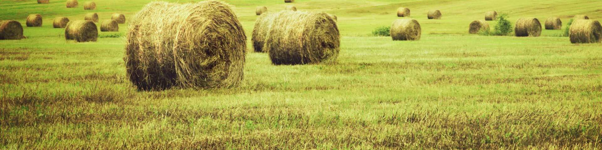 Field of Hay Bales