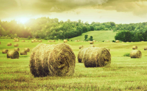 Field of Hay Bales