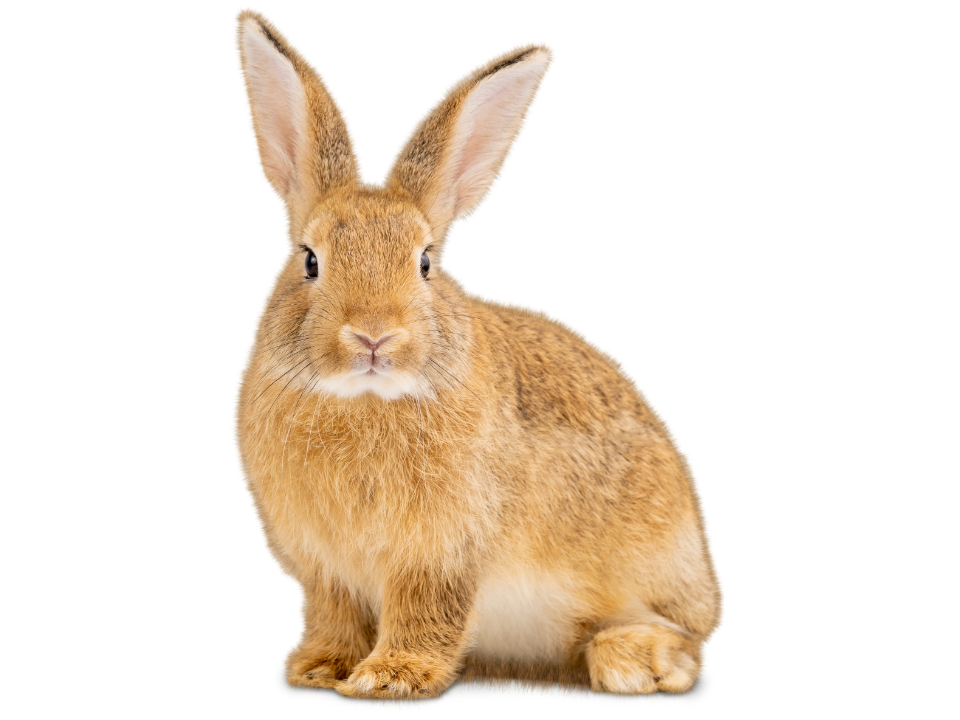 CC Color Image icons