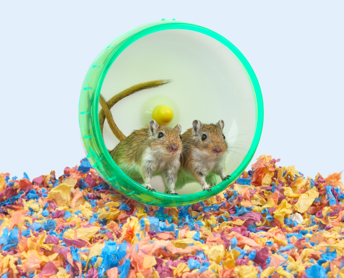 KT_Bedding_Live_24_Gerbil_Kaleidoscope_E