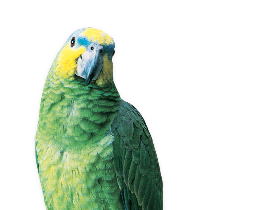 greenparakeet