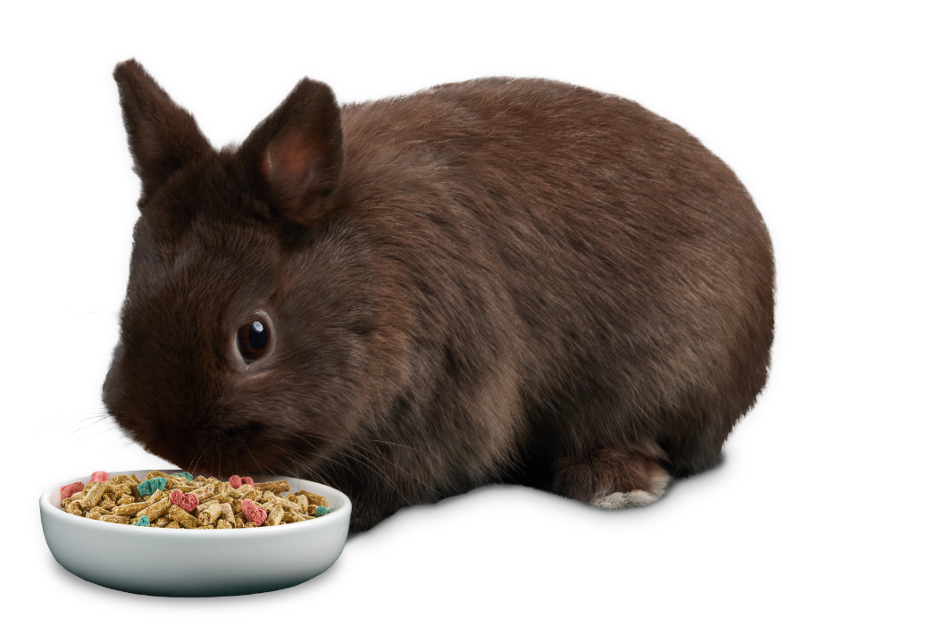 Kaytee Rabbit Healthy Diet Dry Food Snack – For Rabbits, Guinea Pigs & Small Animals
