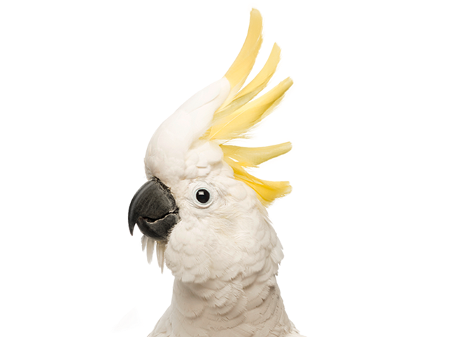 Nutridelight Icon Image