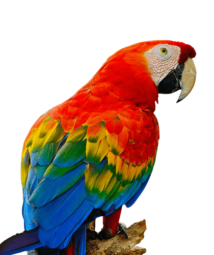 Scarlett Red Green Macaw