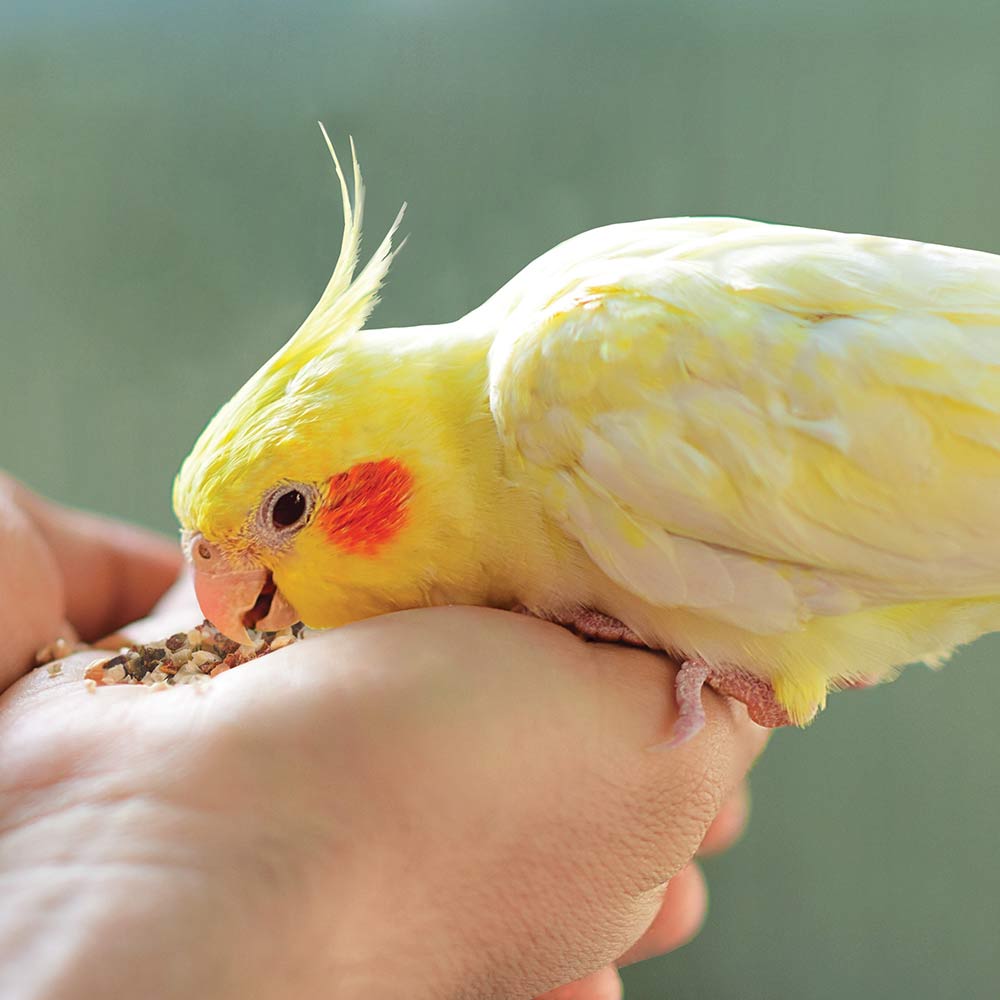 Kaytee Food From The Wild Pet Bird Treat