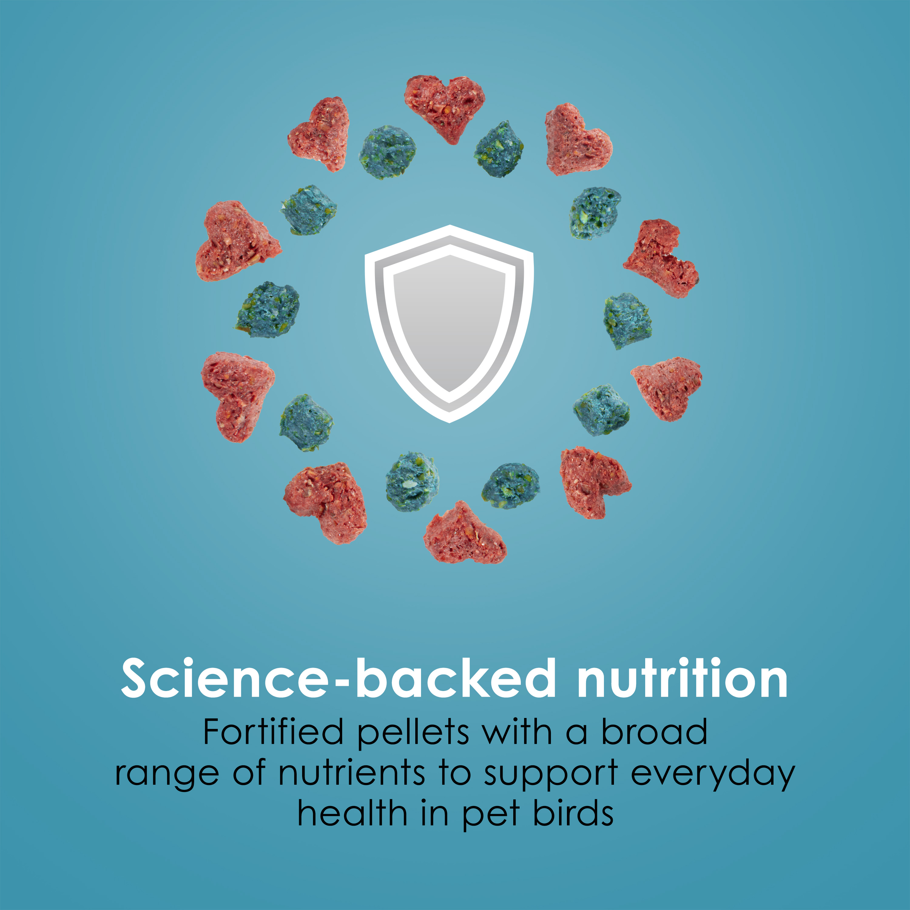 762567258-bird_infographic05