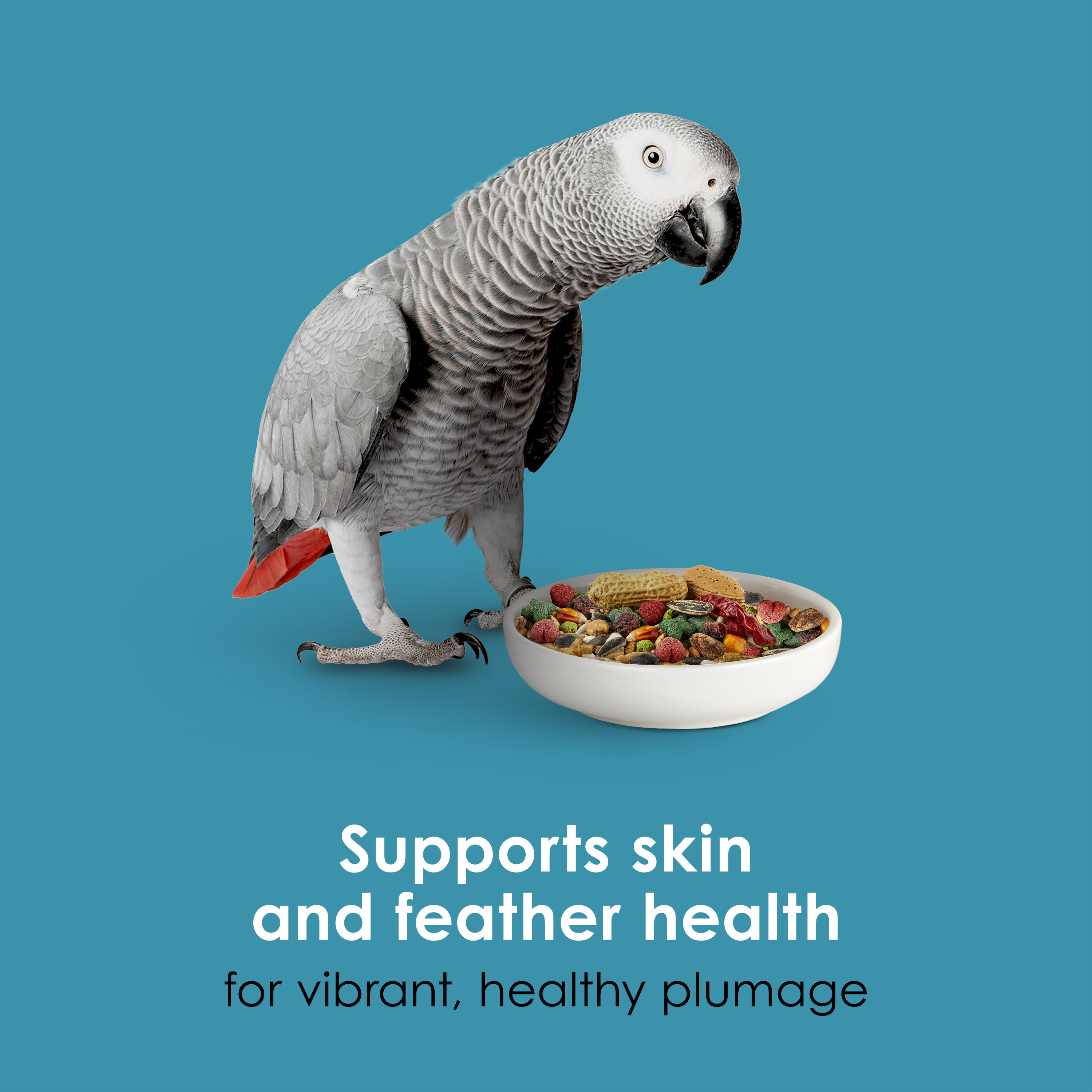 762567265-parrot_infographic06