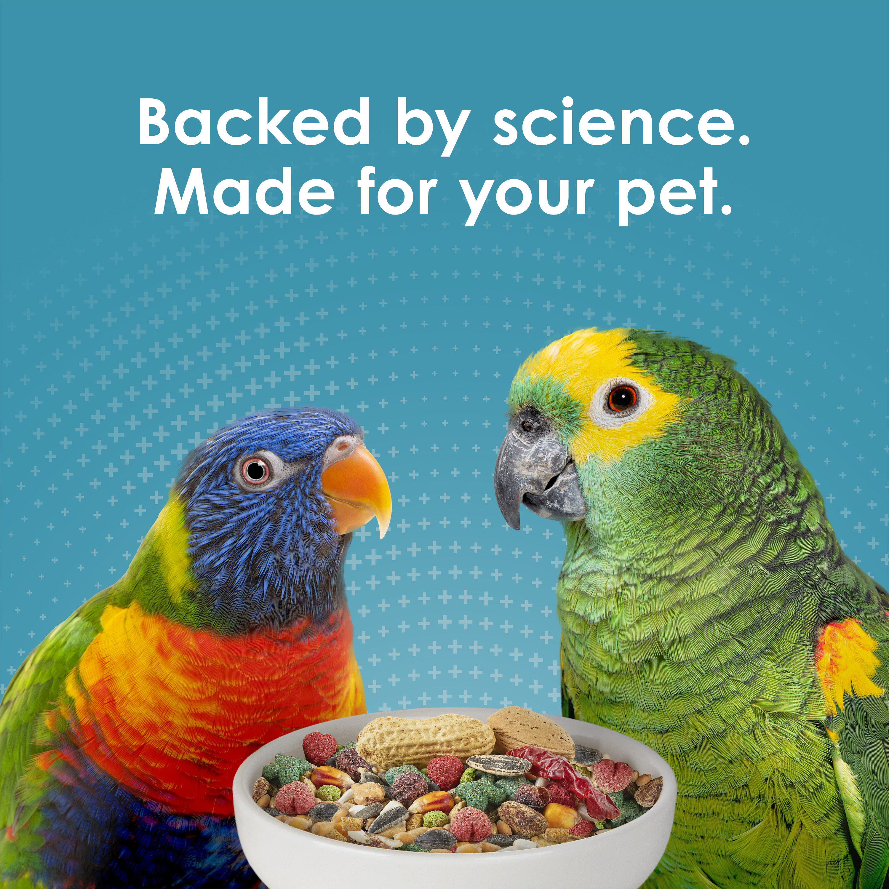 762567291-parrot_lifestyle02
