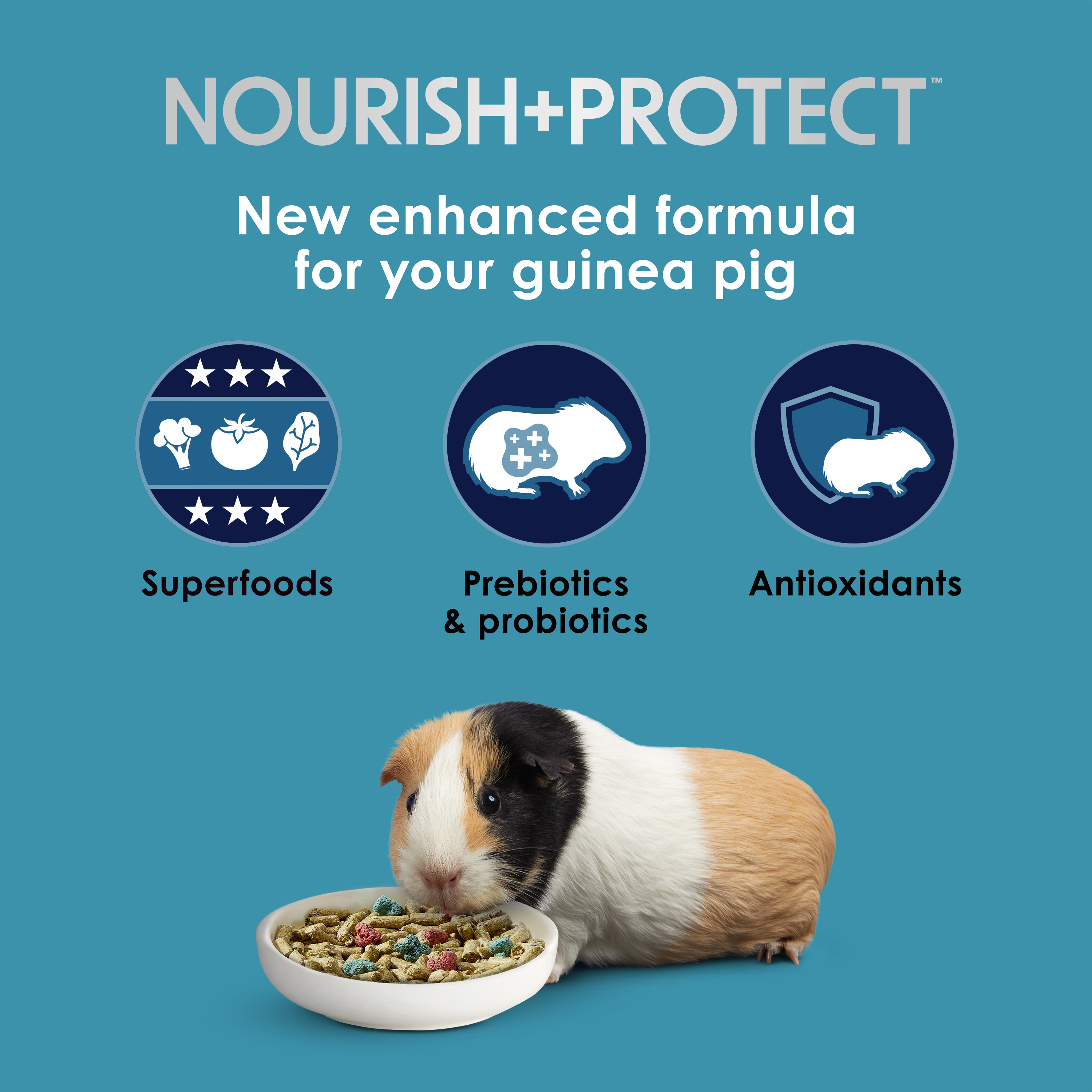 guinea_infographic01
