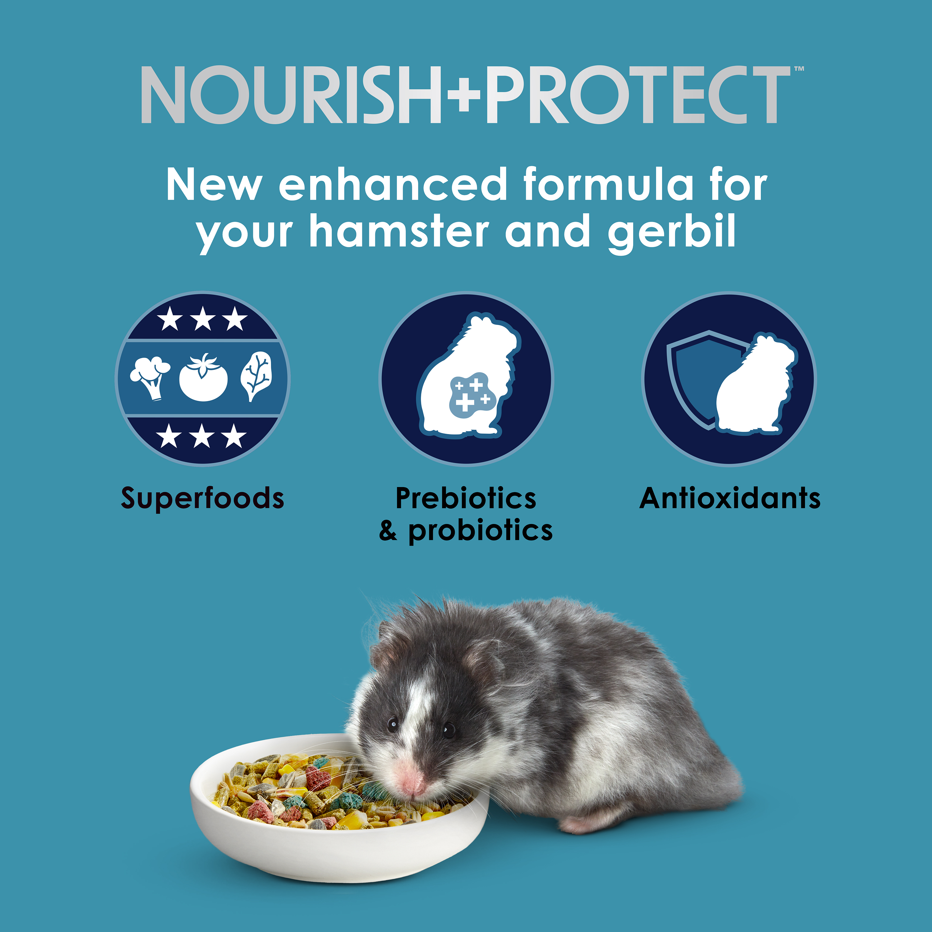 hamsterandgerbil_infographic01