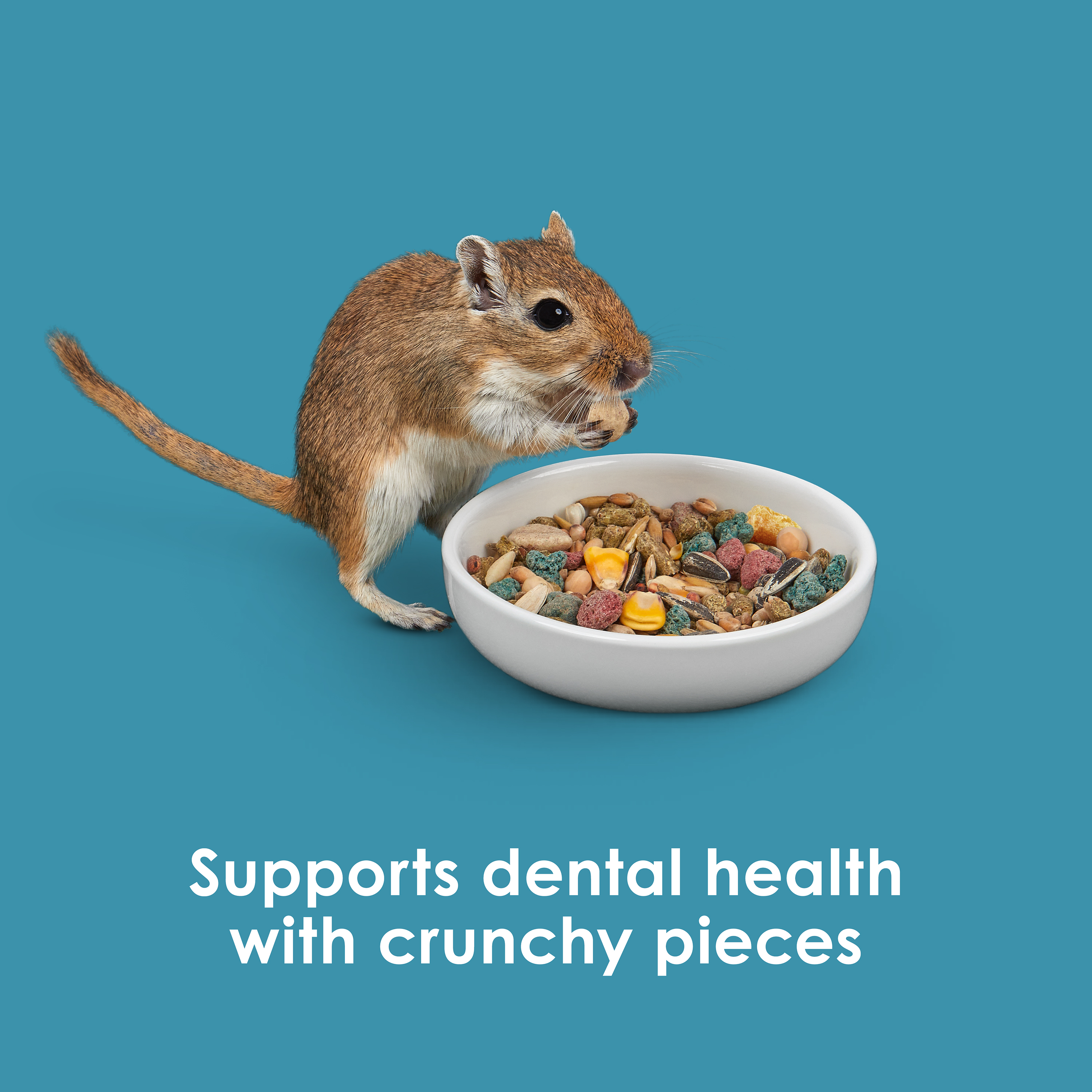 hamsterandgerbil_infographic06