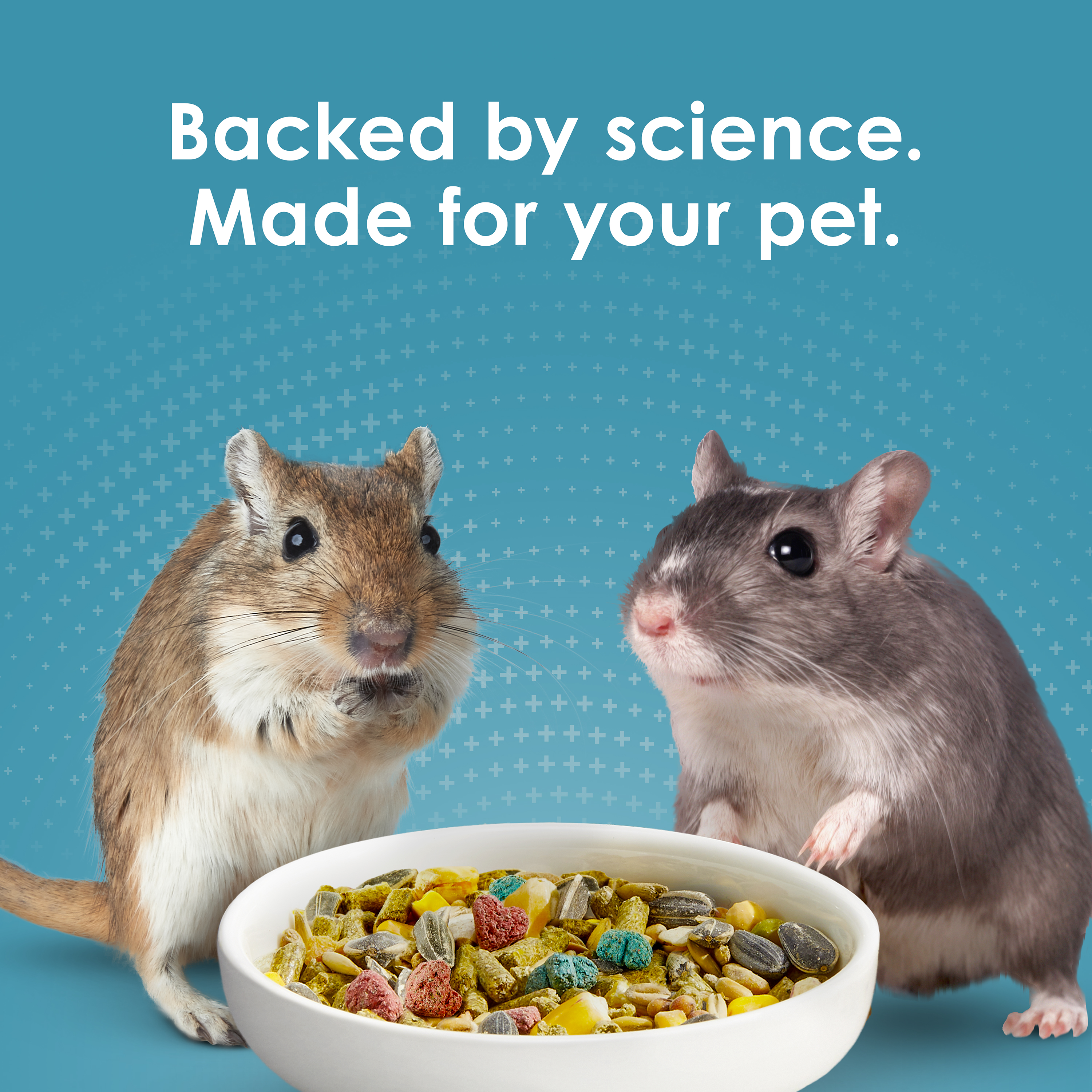 hamsterandgerbil_lifestyle01