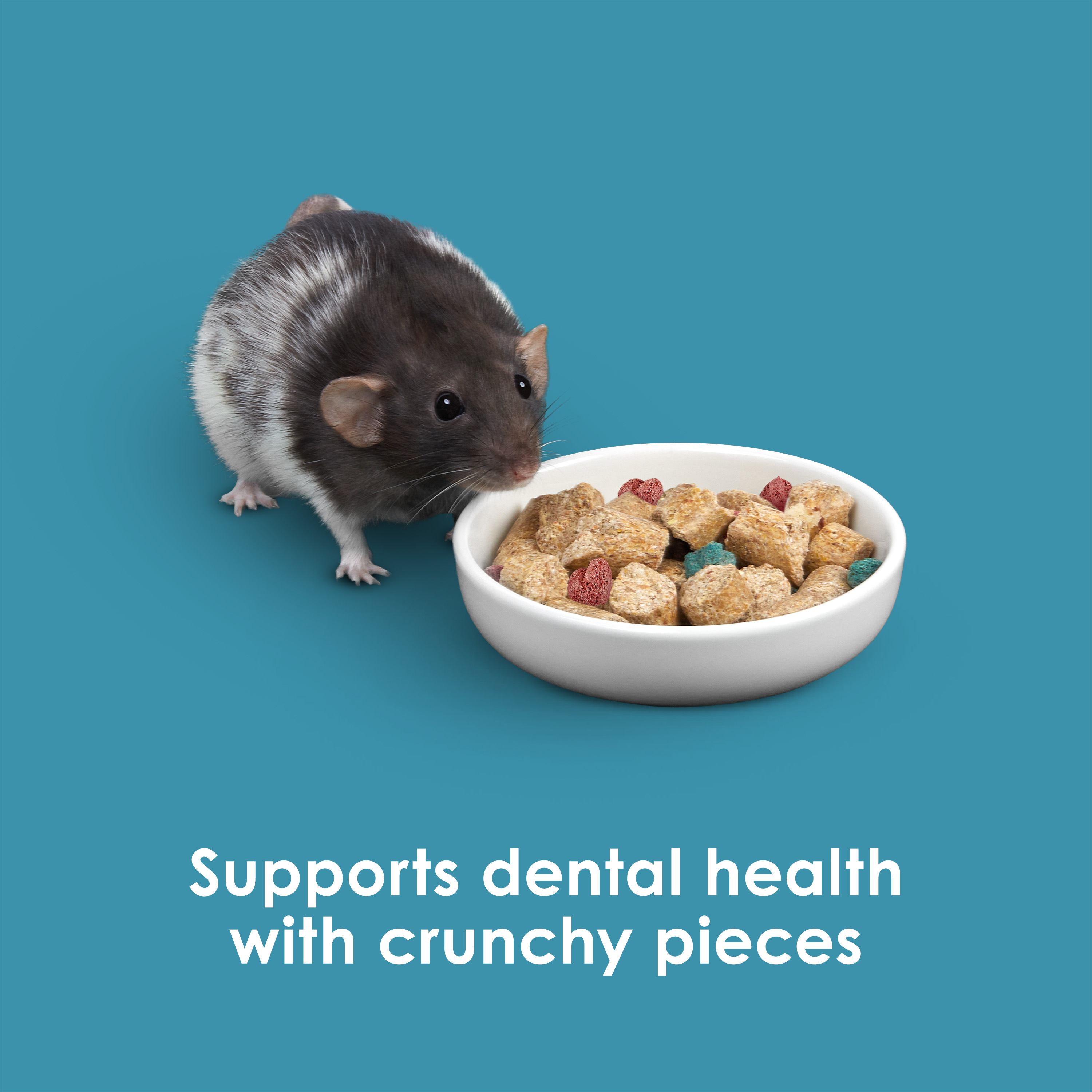 Mouse_Infographic06