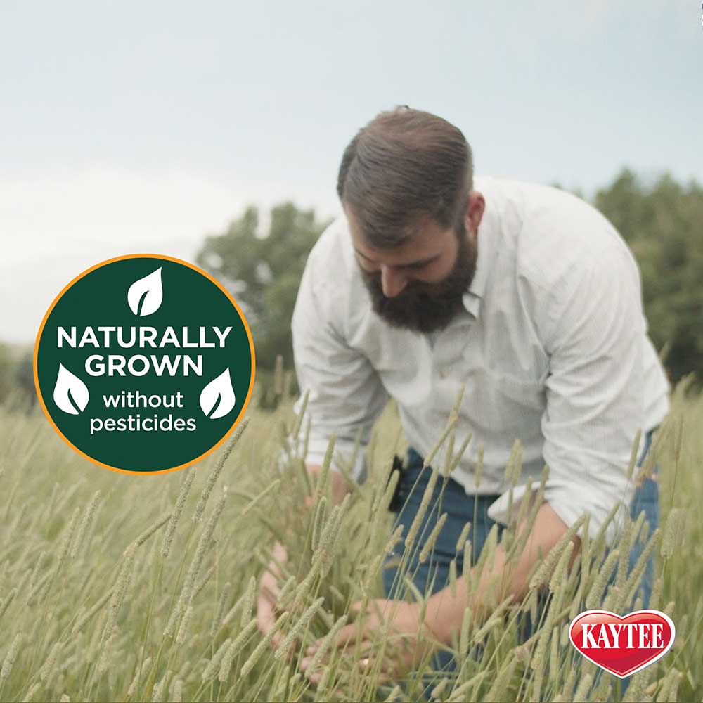 Kaytee-wildmeadow-hay-blend-for-small-pets