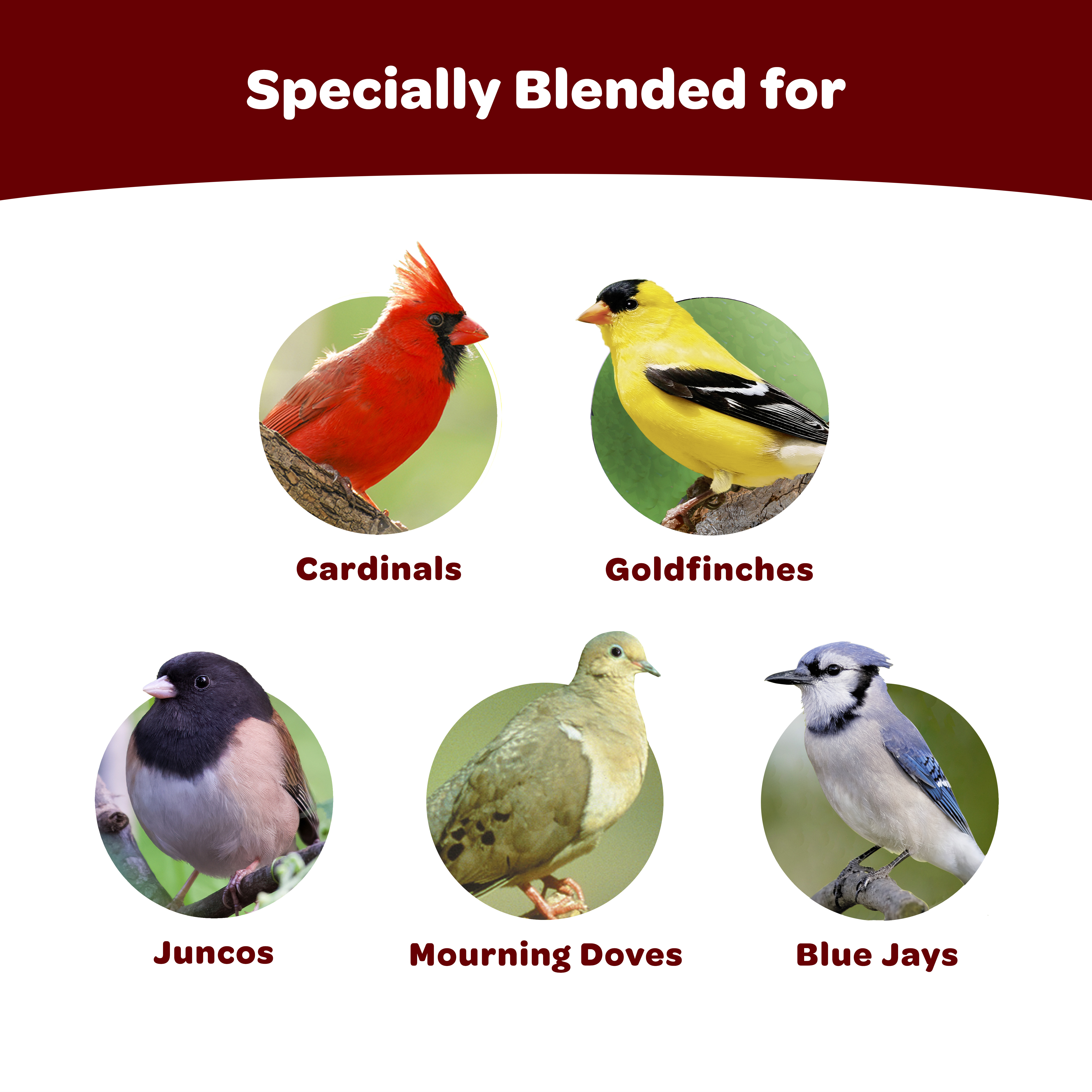 19620_KT_WB_CardinalCake_Tile1_Species