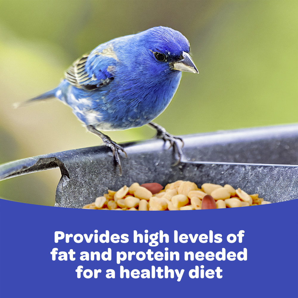 100213755-kaytee-shelled-peanuts-for-wild-birds-10-pounds-3