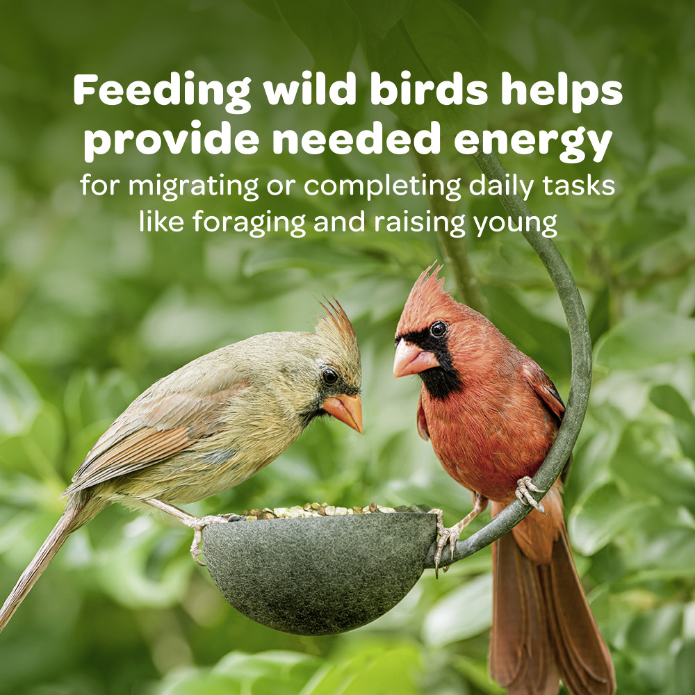 100519562-kaytee-woodlands-value-blend-wild-bird-food-18-pound-5