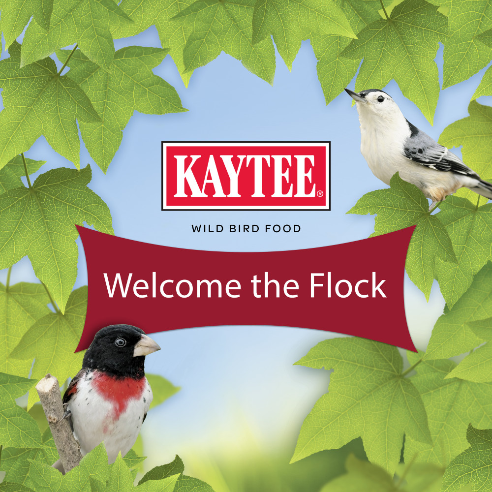 100064691-kaytee-striped-sunflower-wild-bird-food-5-pounds-16