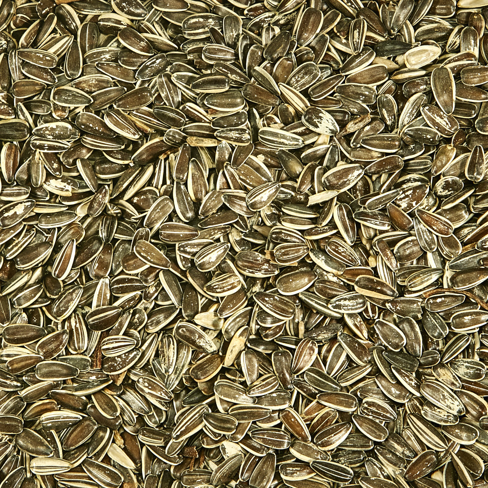 100064691-kaytee-striped-sunflower-wild-bird-food-5-pounds-5
