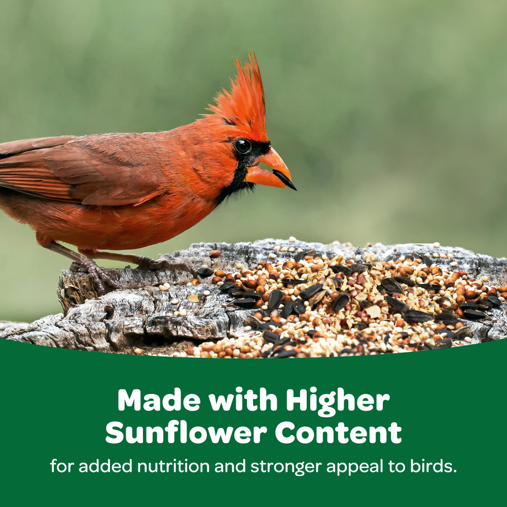 100061905-kaytee-wild-bird-food-5-pounds-6