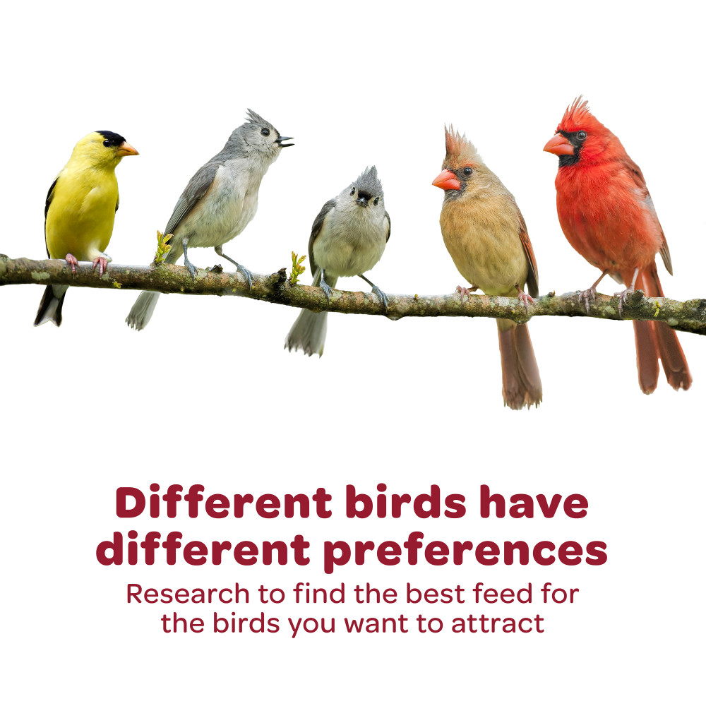 100537086-kaytee-wild-finch-bar-12-pack-kaytee-wild-finch-bars-9