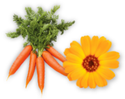carrot-marigold-icon