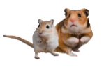 gerbil-hamster-icon
