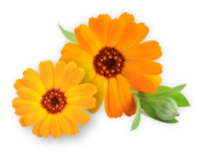 marigold-icon