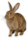 rabbit-icon