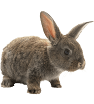 Pet Rabbit
