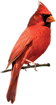 Male Cardinal