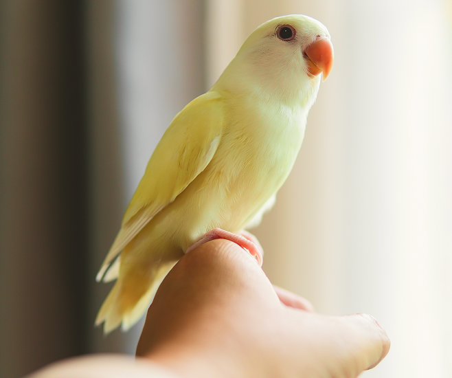 Yellow Cockatiel Bird Tips