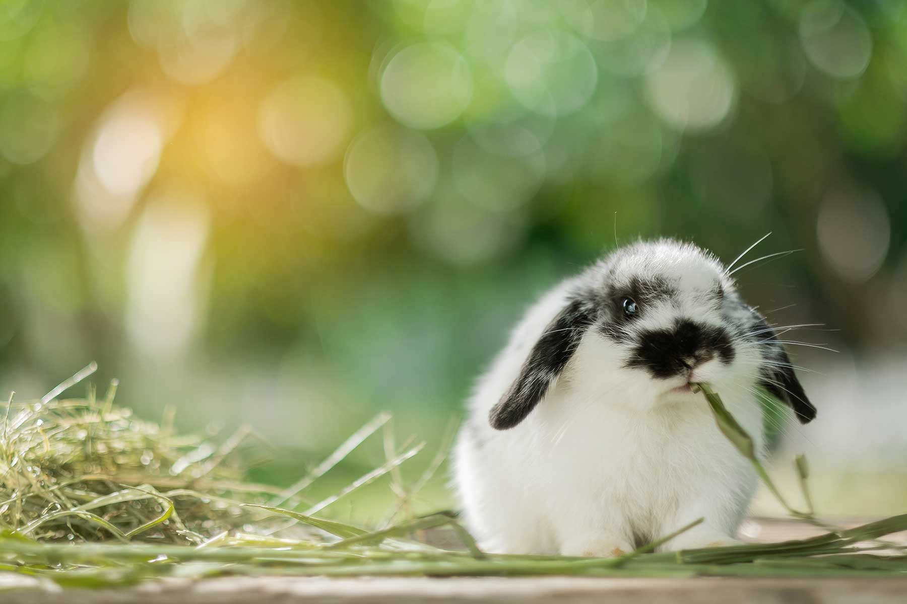 You can find the perfect variety of timothy hay, orchard grass hay, and alfalfa hay for rabbits and guinea pigs with Kaytee.