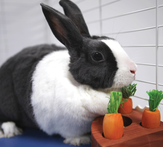 Rabbit Playing Carrot Toss Game