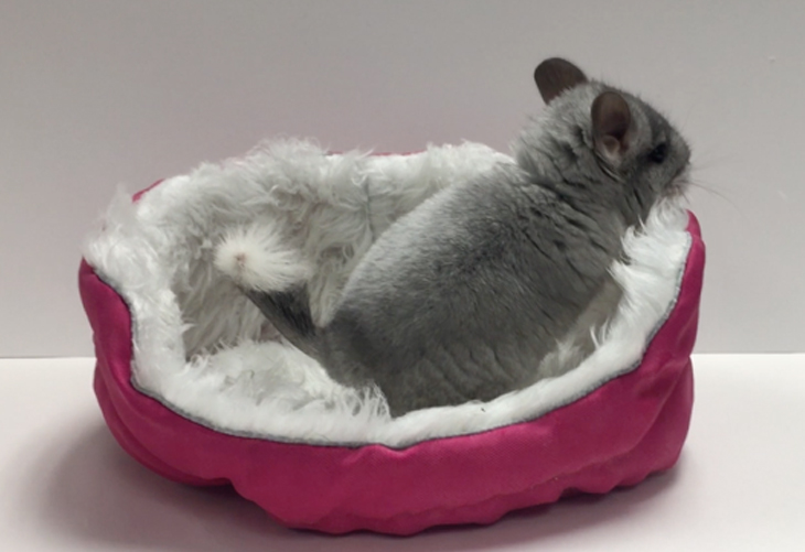 Chinchilla in Cuddle-e-Cup