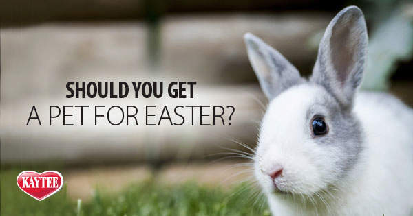 Should You Get a Pet for Easter