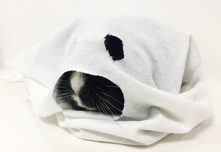 DIY Ghost Pet Costume