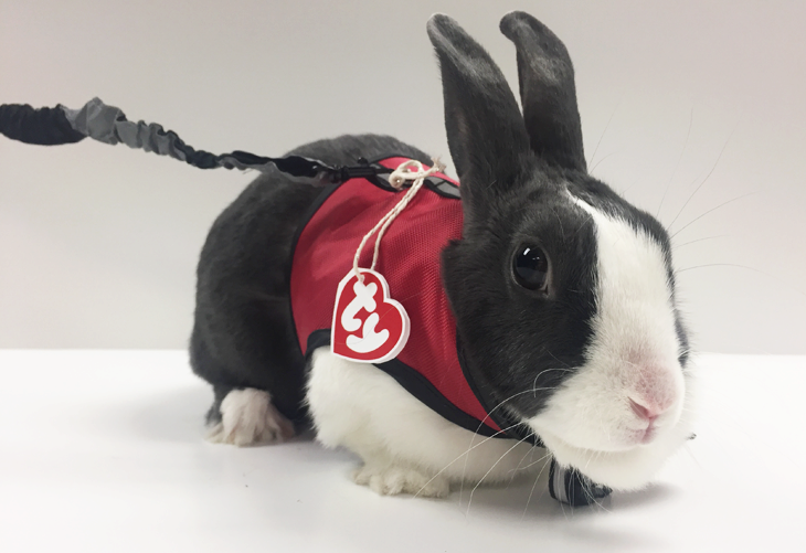 DIY Bunny Beanie Baby Pet Costume 