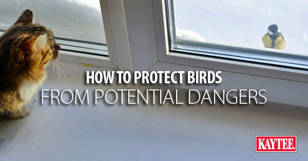 How to Protect Backyard Birds from Potential Dangers