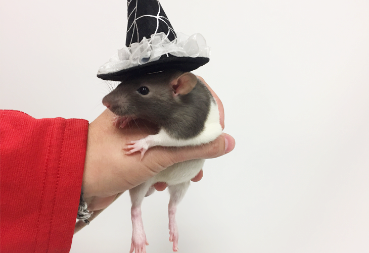 DIY Pet Costume- Wee Little Witch