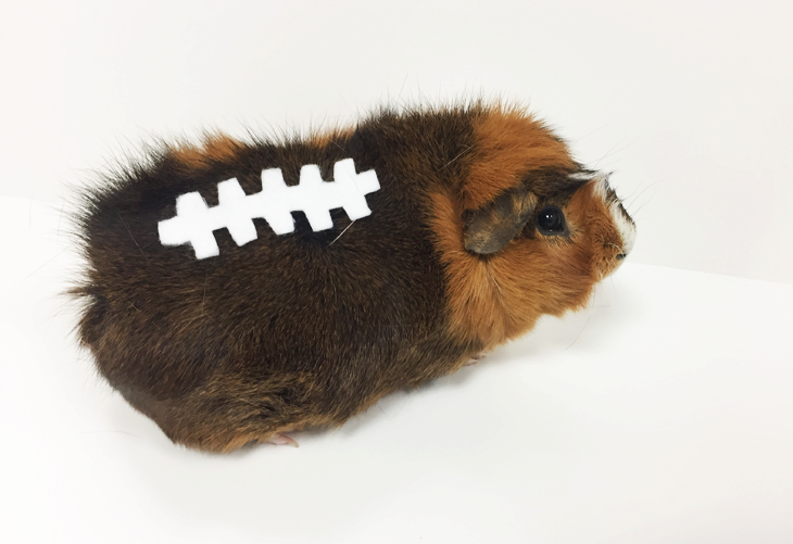 DIY Pet Costume- Furry Football