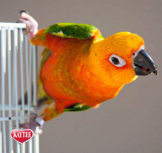 Pet Bird Supplies and Cage Accessories