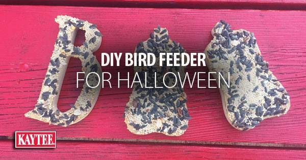 DIY Halloween Bird Feeder for Fall Backyard Birds